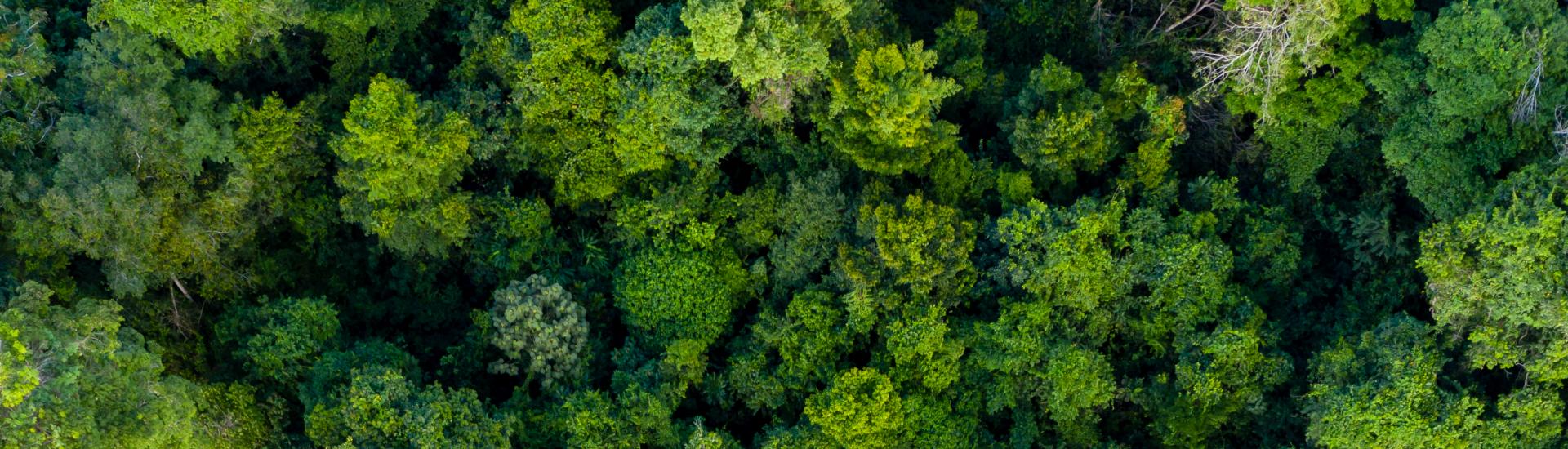 Aerial view of a rainforest