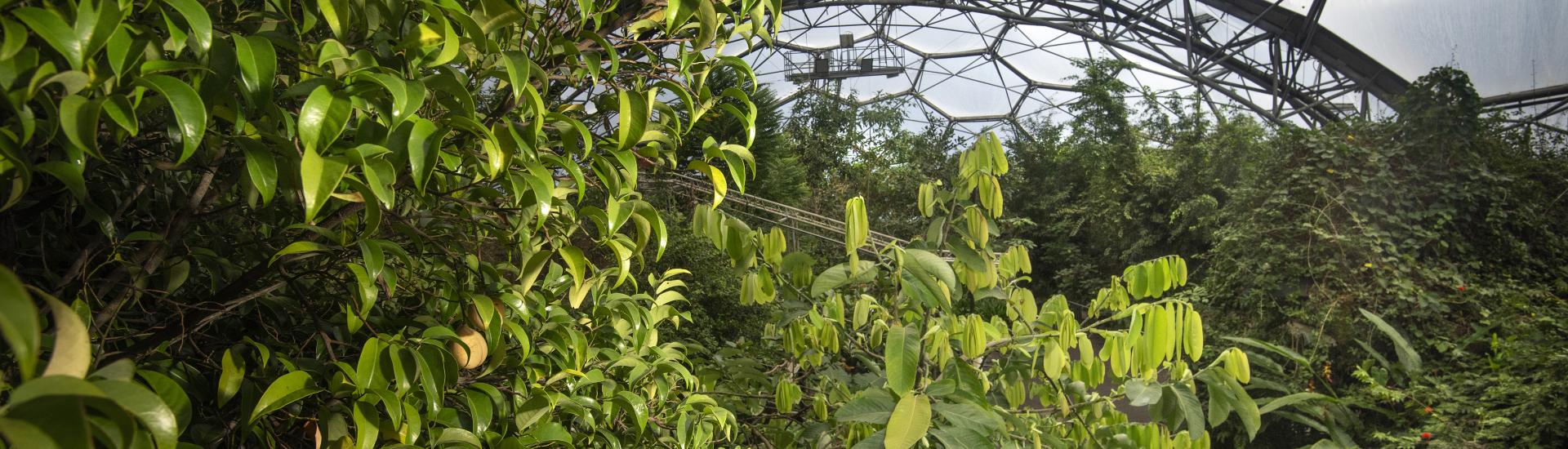 Nutmegs growing in the Rainforest Biome at the Eden Project