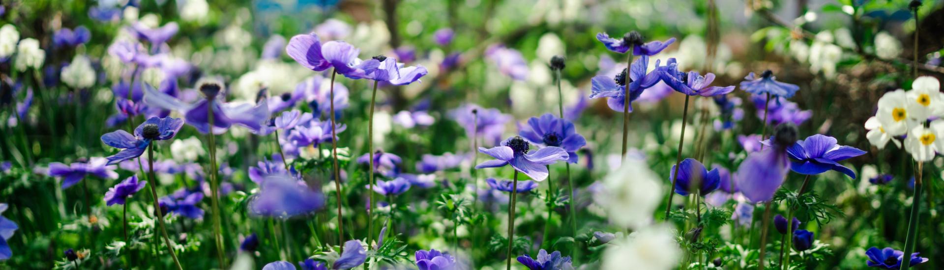 Blue anemones and pale yellow narcissi spring flowers