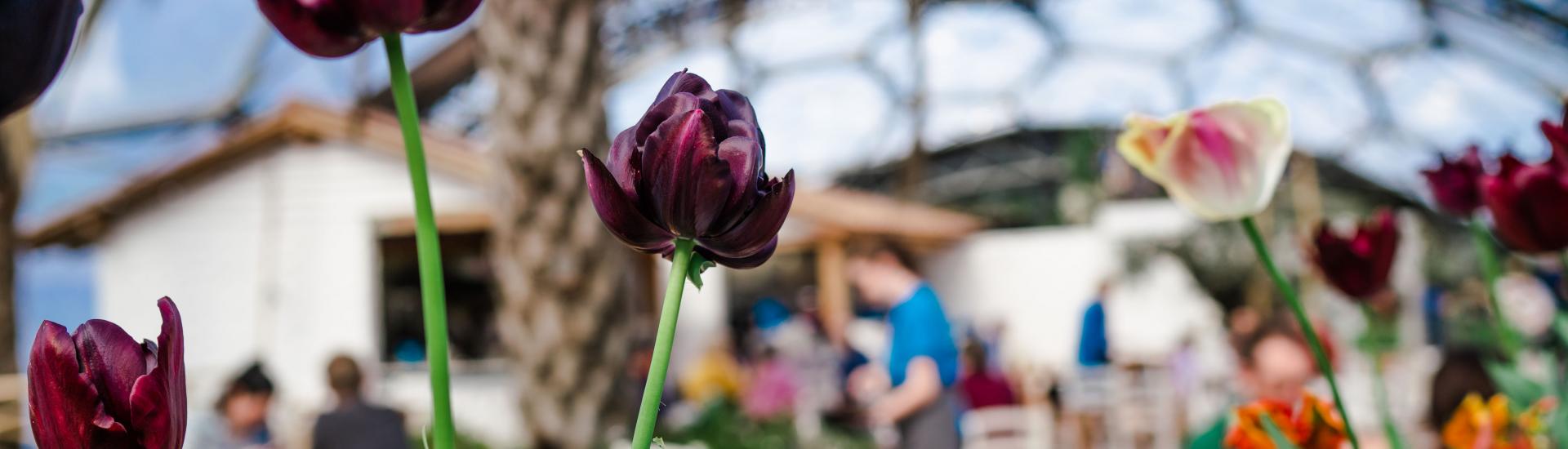 Tulips in front of the Med Terrace Restaurant