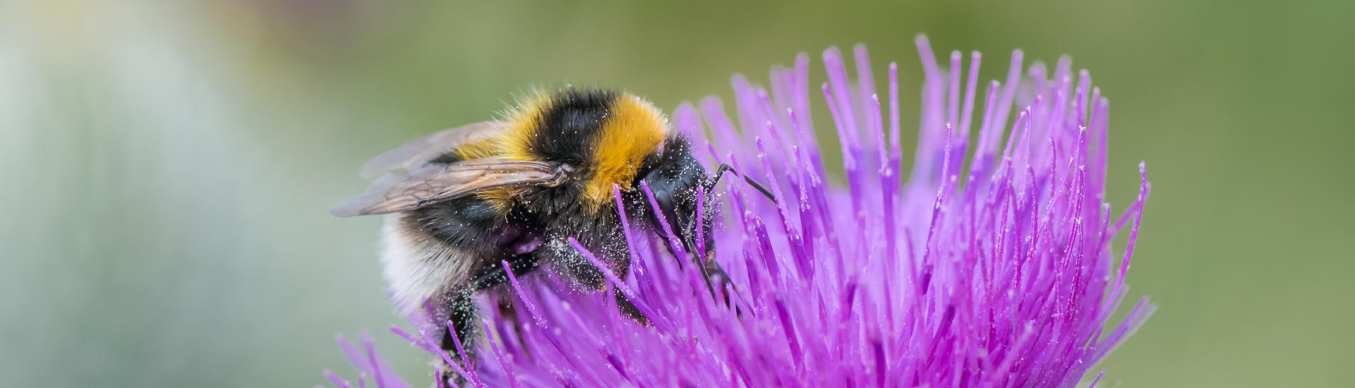 A garden bumblebee sat on a purple flower