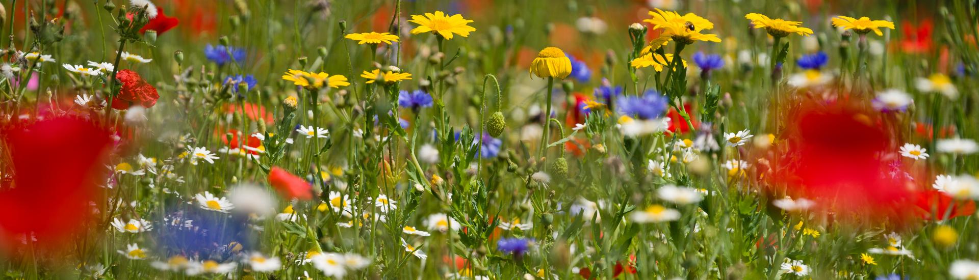A wildflower meadow with yellow, purple, white and red flowers in bloom