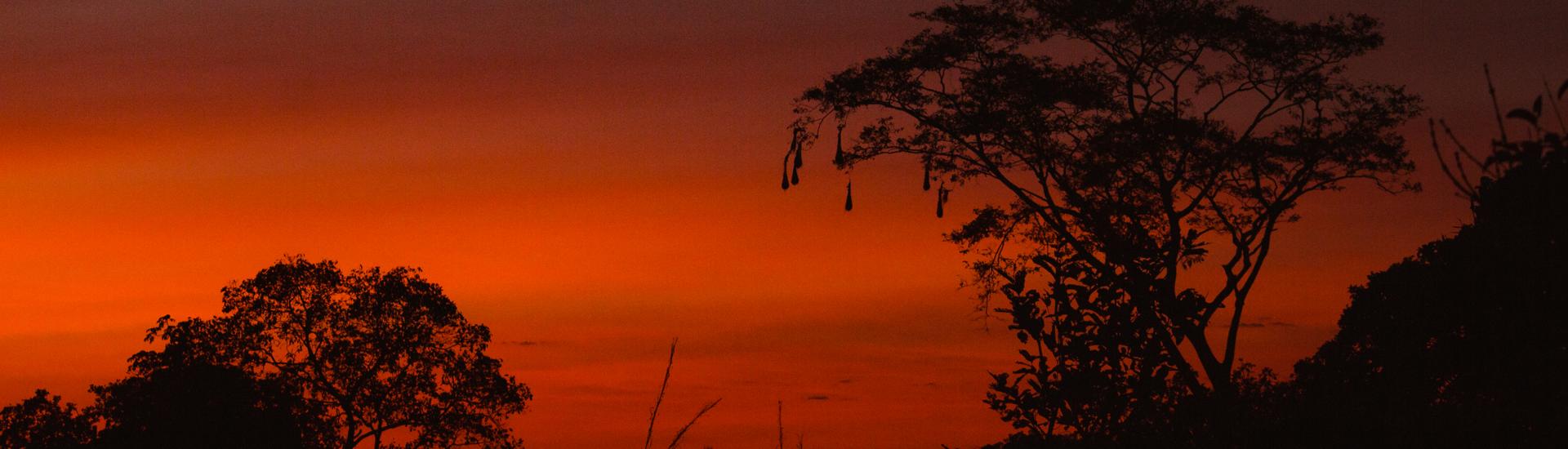 Orange and red sunset with trees