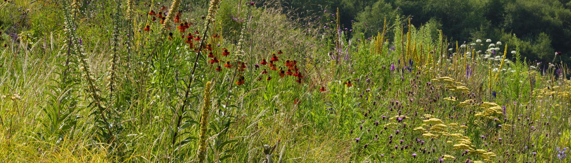 Wide view of Pollinator Pathmaker artwork in flower