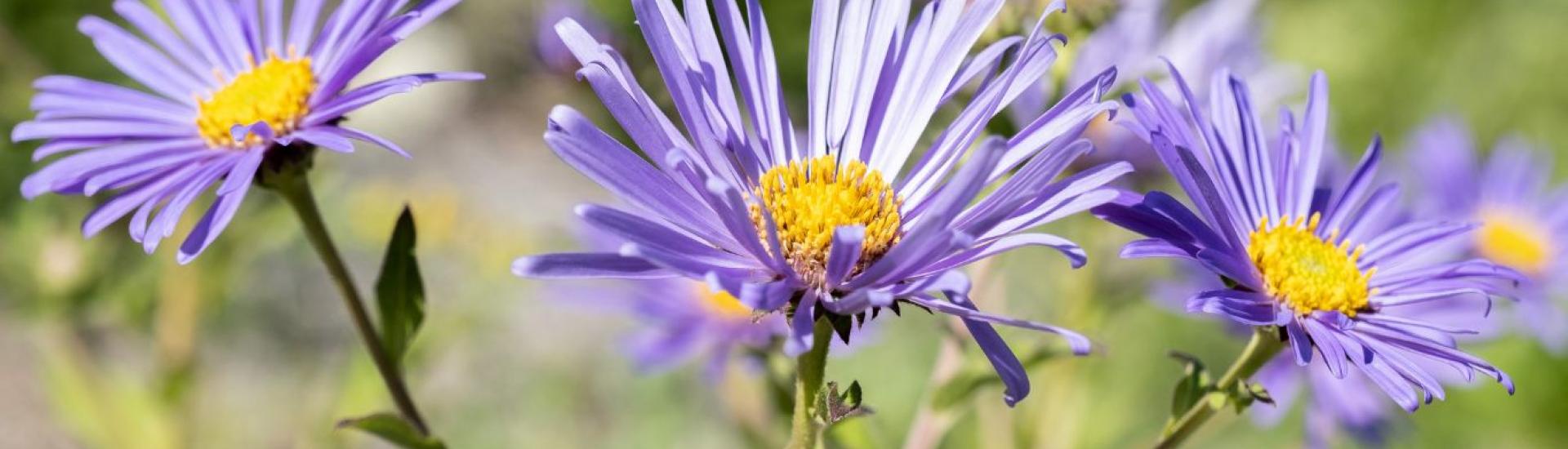 Purple flowers