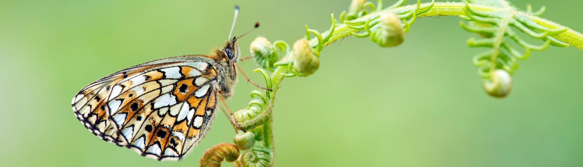 butterfly perching on green plant