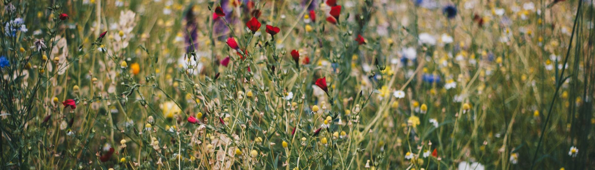 Meadow