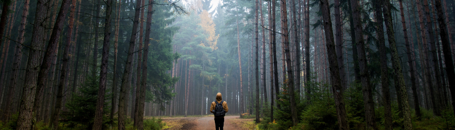 Lone person walking on a path in forest