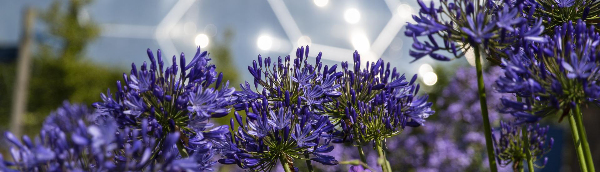 Up close shot of vibrant purple flowers with Biome in the background