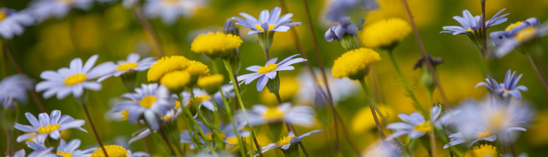 Colourful daisies in flower in Outdoor Gardens at Eden