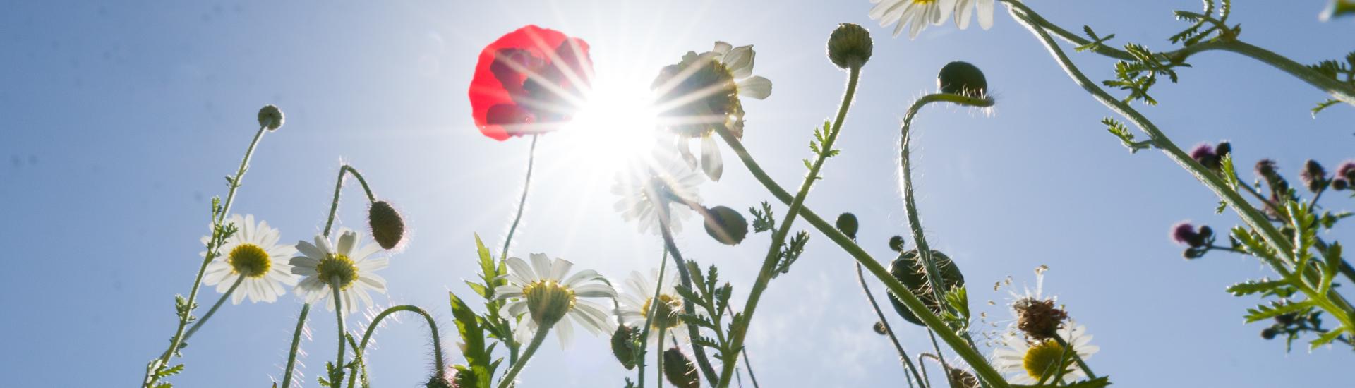 Wildflowers photographed from a low angle looking up to the sun