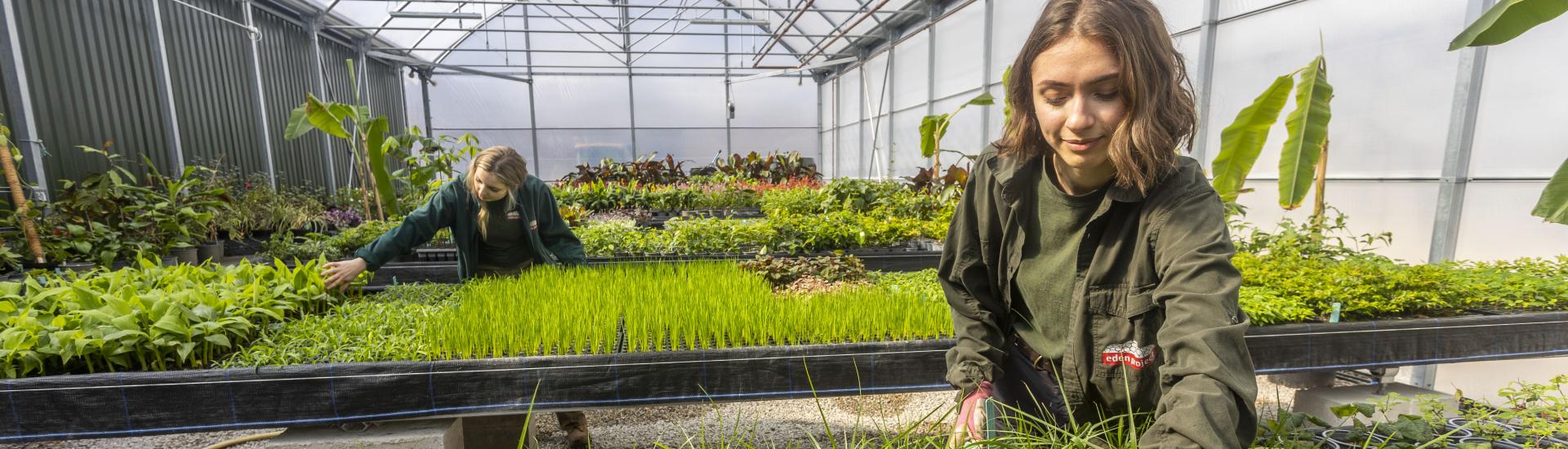 Gardeners tending to plants in a plant nursery