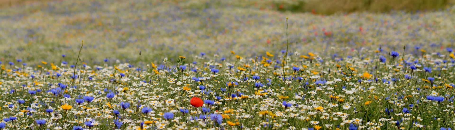 Morecambe wildflowers