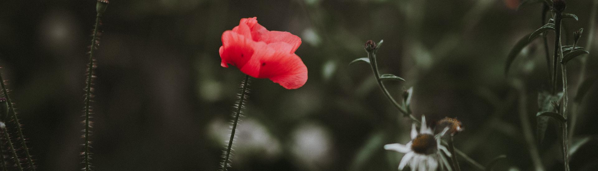 Wild flower growing. Photo by Annie Spratt on Unsplash