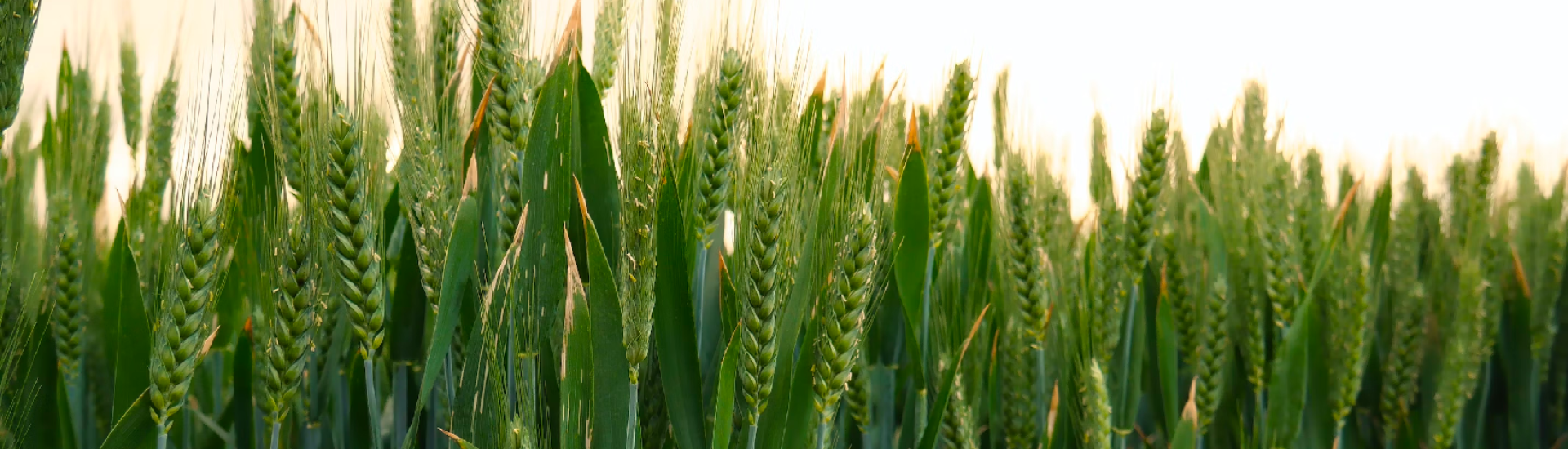 Grain crops in the sun