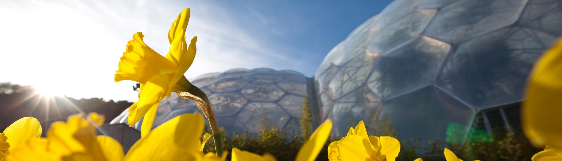 Biomes in the background and daffodils in the foreground