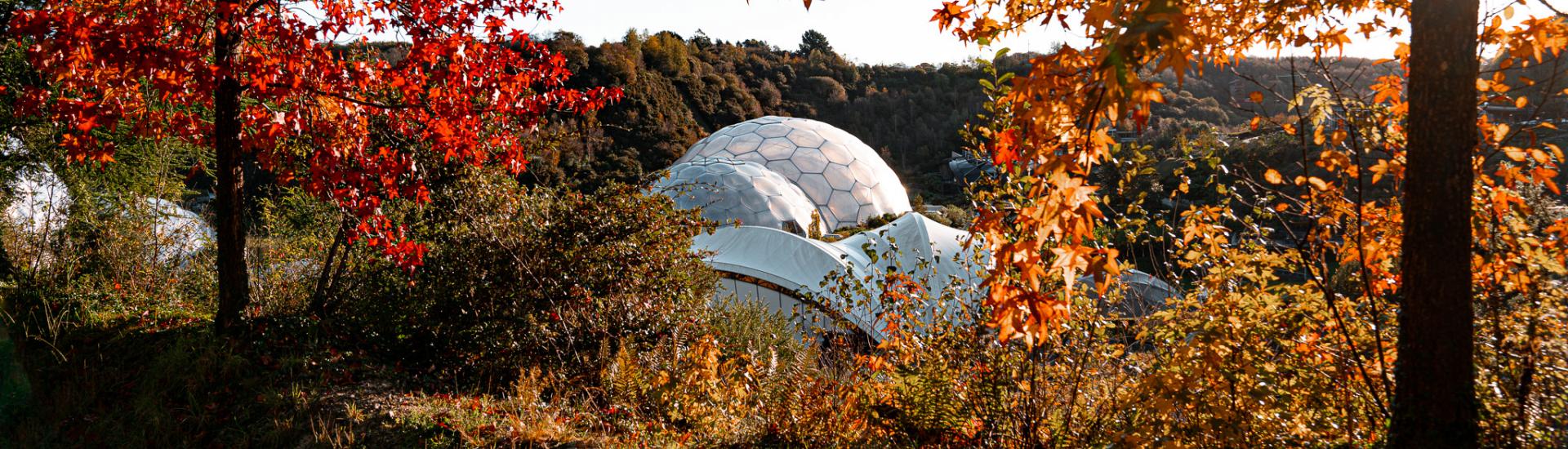 Wide shot of the Biomes in between red and orange Autumn trees