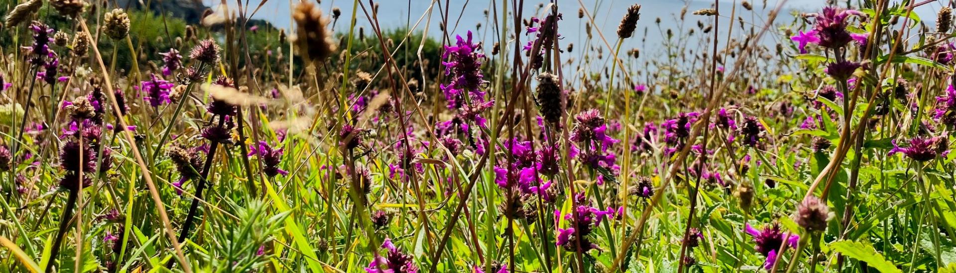 wildflower_bank_coastal_meadow