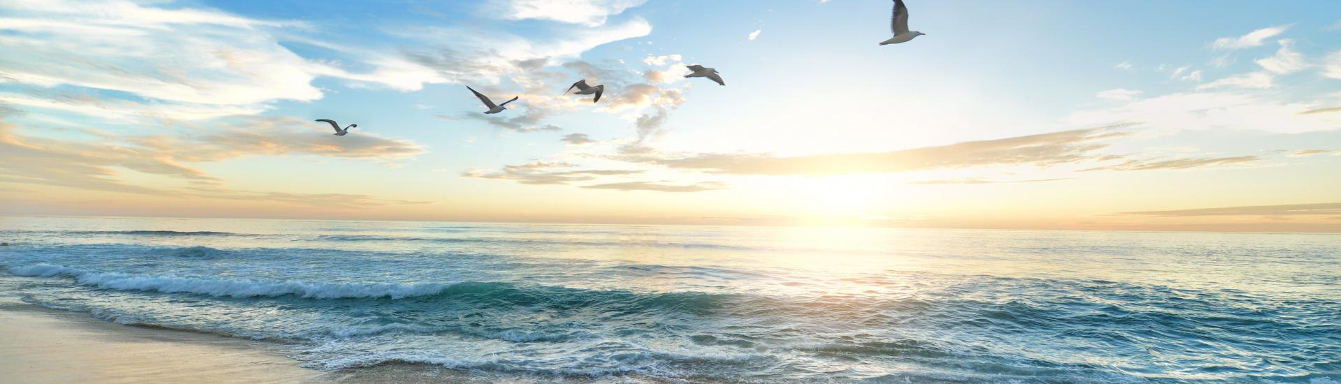 Birds flying across a beach