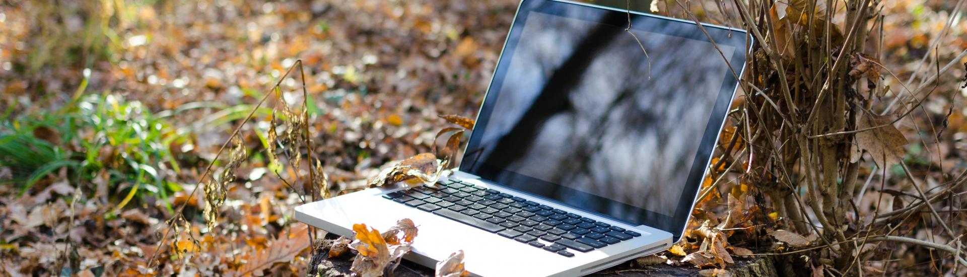 Laptop on a tree stump surrounded by crunchy autumn leaves