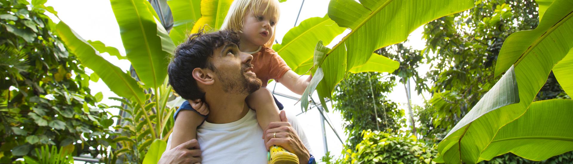 Young boy on father's shoulders in the Rainforest Biome looking at a banana leaf