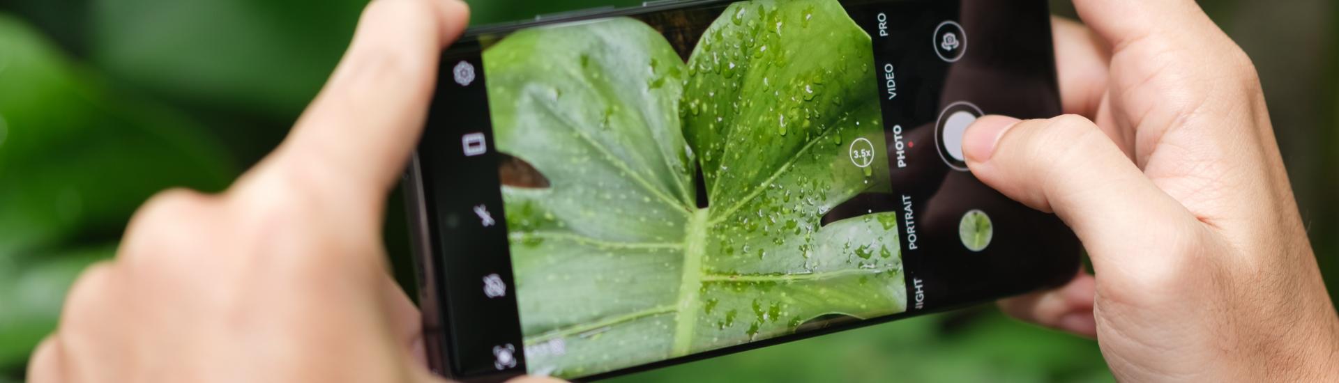 Hands using smart phone to photograph tropical leaf