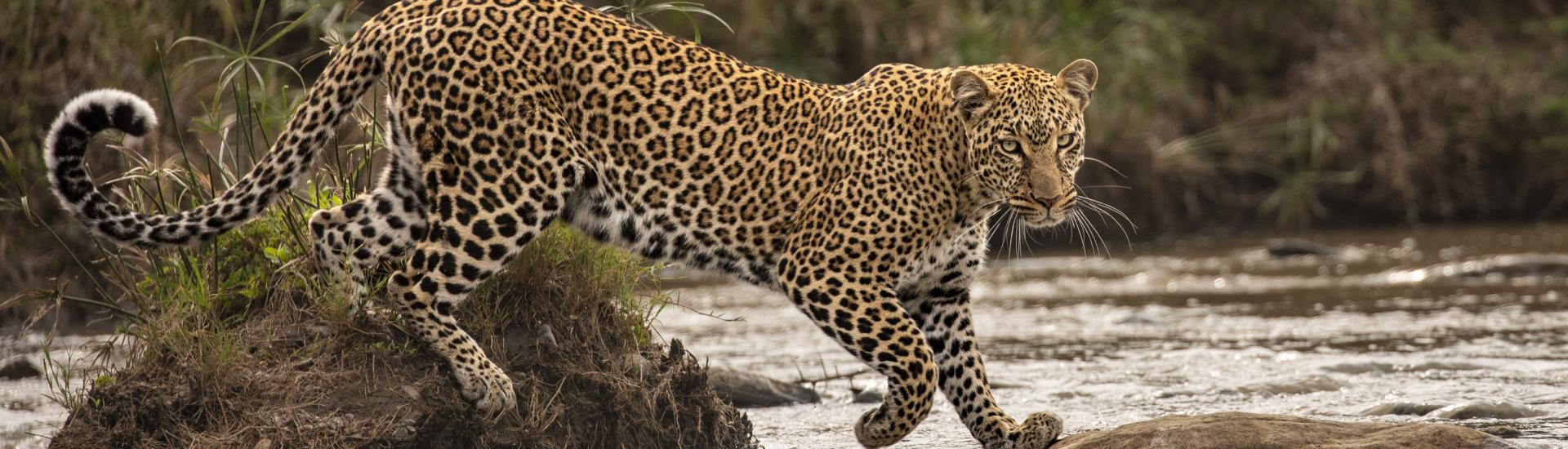 Leopard crossing a river