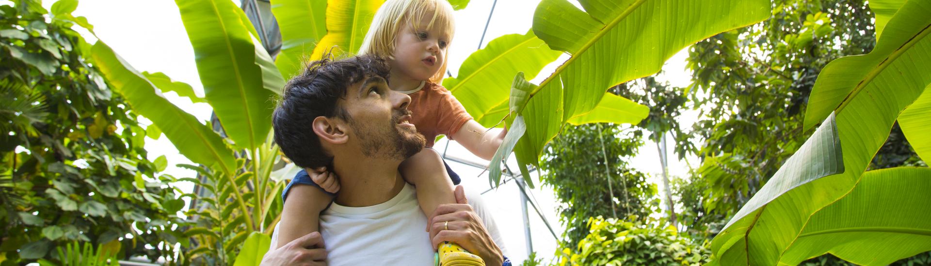 Young boy on father's shoulders in the Rainforest Biome looking at a banana leaf