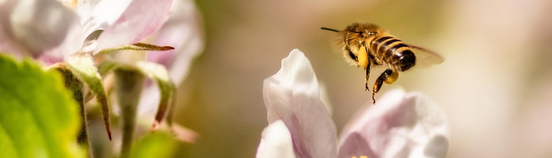 Bee pollinating
