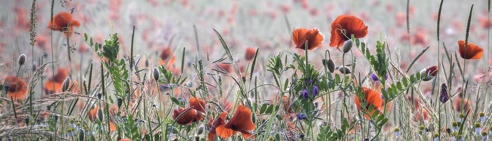 Poppy wildflowers growing in field