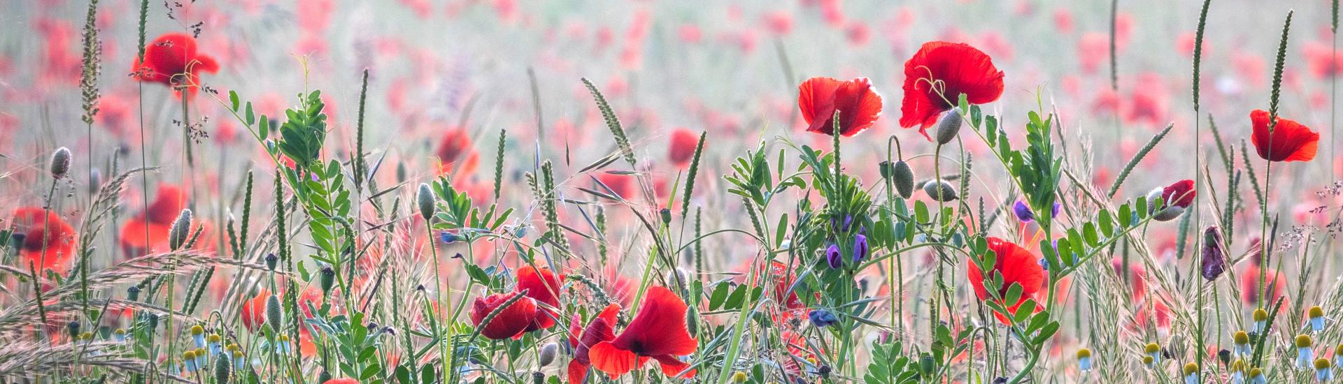 Photo of poppies in misty field