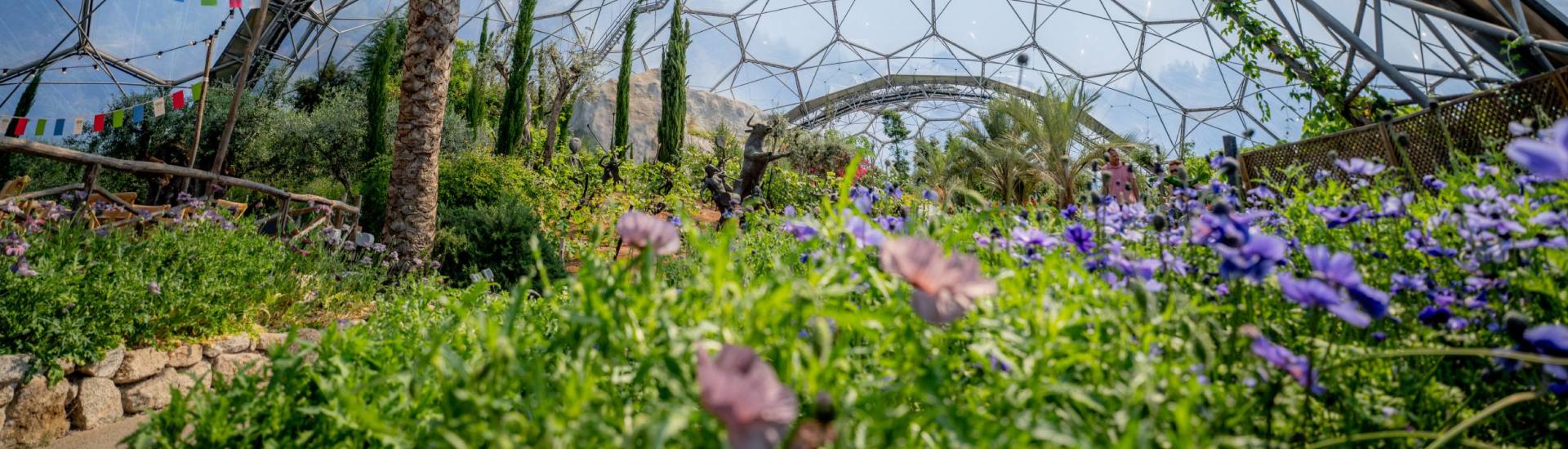 Flowers in the Mediterranean Biome - palm trees are visible under the Biome roof