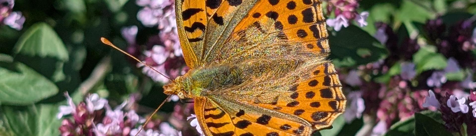 Queen of Spain butterfly on purple flower