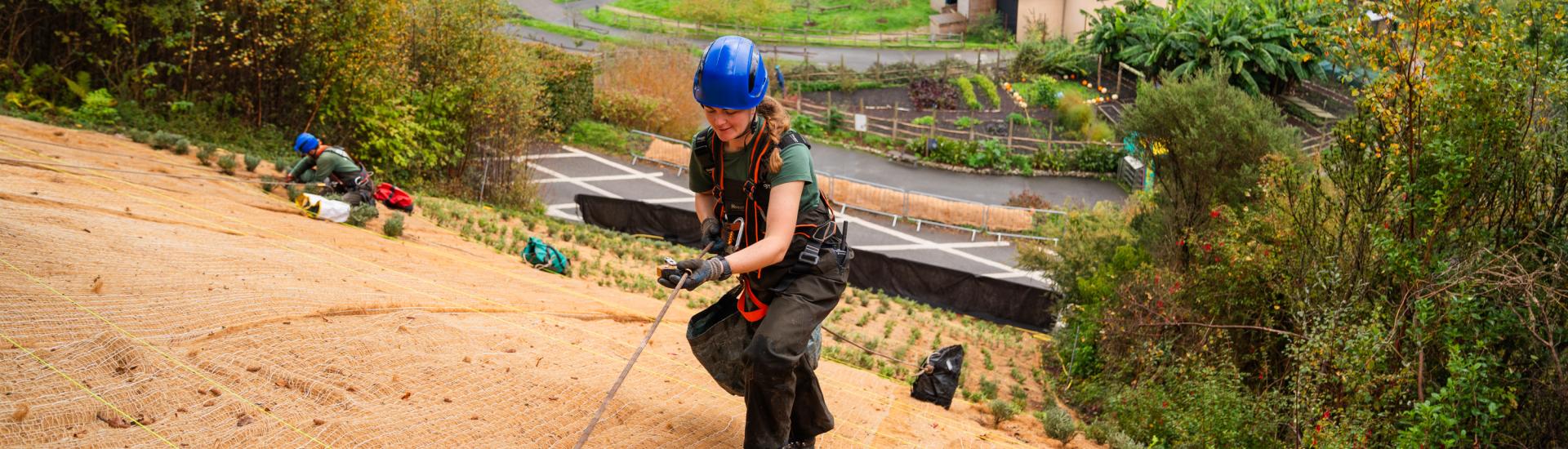 Eden Project gardener climbing up steep slope with ropes