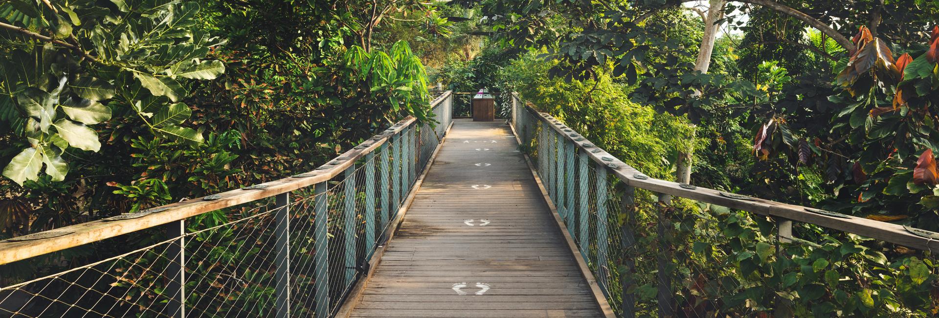 Rainforest Walkway in the Rainforest Biome