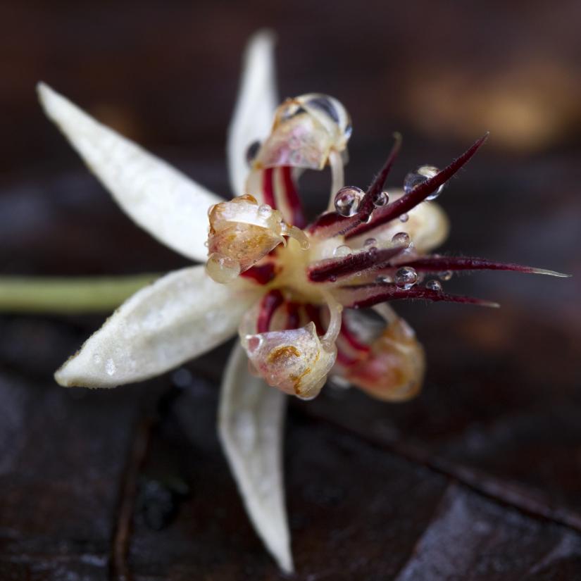 cocoa flower photos