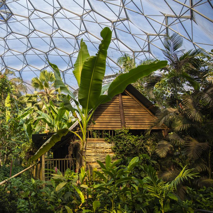 Rainforest Biome Eden Project Rainforest Biome Eden Project