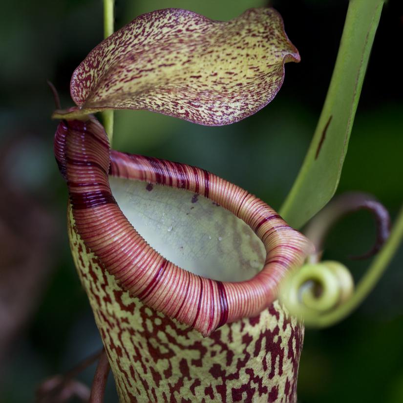 Highland tropical pitcher plant | Eden Project