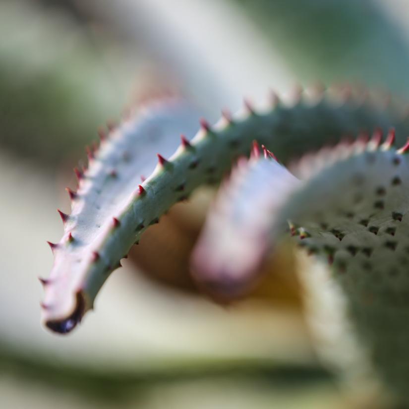 Aloe | Eden Project