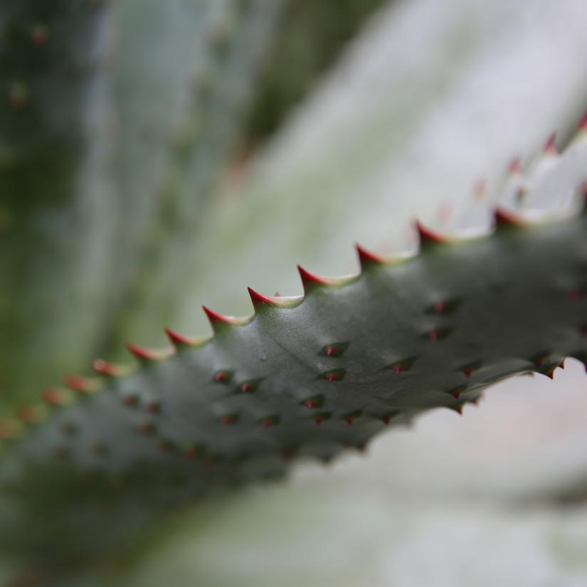 extrakt aloe vera Aloe Vera Blattl lslicher Extrakt  TheWholesalerCo Europe