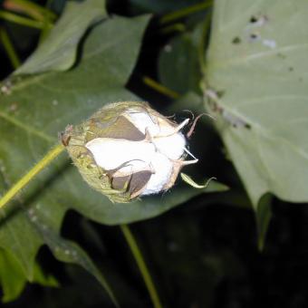 Cotton fruit about to open