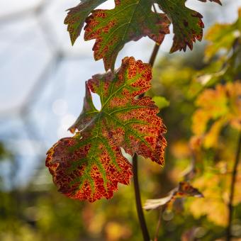 Grape vine leaf turning red in Eden's Med Biome