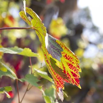 Grape vine leaf