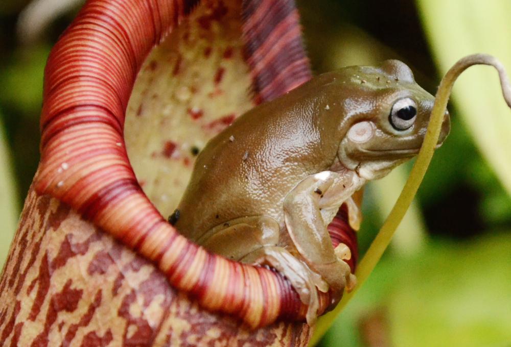 Highland tropical pitcher plant | Eden Project