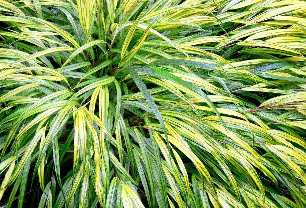 air plant fertilizer Air Plant Food
