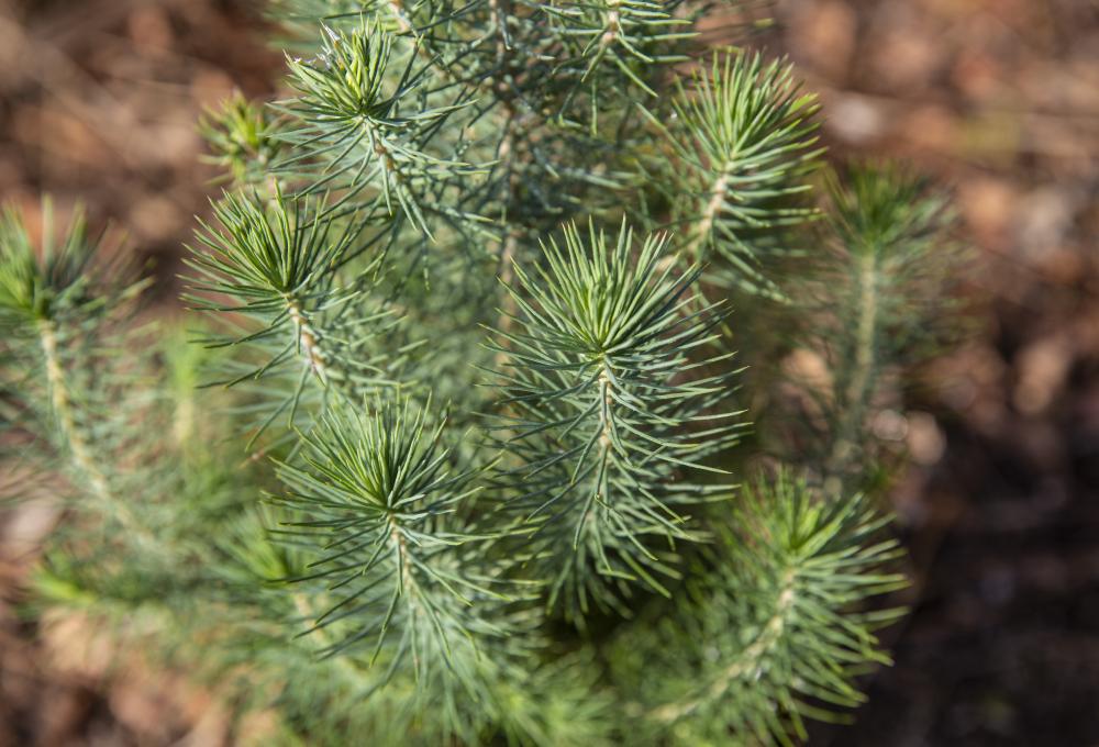 16 tips for a greener Christmas Eden Project