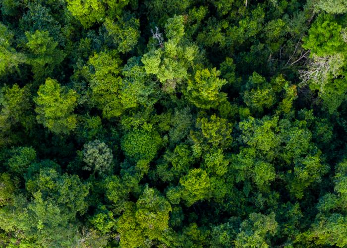 Aerial view of a rainforest