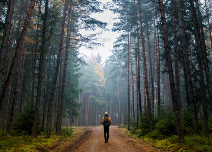 Lone person walking on a path in forest