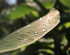 Water droplets on a banana leaf 